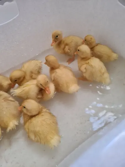 Peking-Enten-Küken