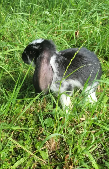 Mischlingshasenjunge, Hasenbabys, Fleischhasen