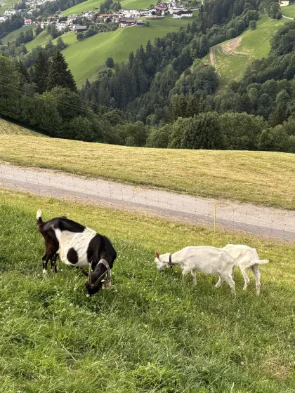 Ziege mit Kitzen zu verkaufen