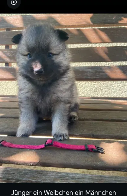 3 Weibchen, 1 Rüde reinrassiger Wolfsspitz