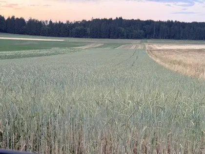 Futter Dinkel Getreide GPS Ernte Milchviehbetriebe Biogas