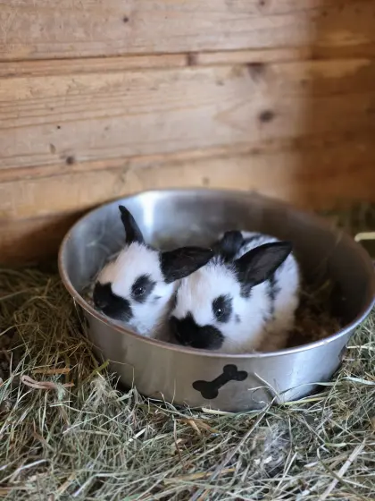 3 Wochen Häschen