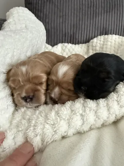 American Cavalier Spaniel