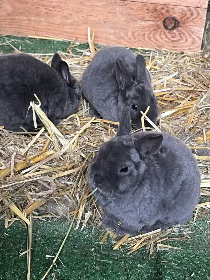 Zwerg-Rex-Kaninchen blau, Zwergkaninchen Rex blau