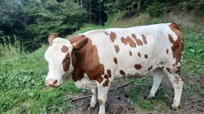 Verkaufe Bio-Kalbin