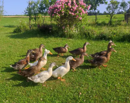 Junge Enten zu verkaufen