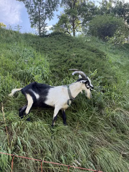 Pfauenziegenbock