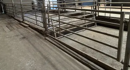 Patura Aufstallung für Mastrinder