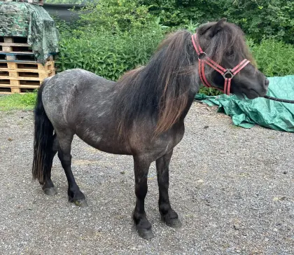 Shetlandpony Wallach