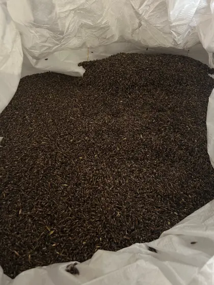 BIO Schwarzhafer