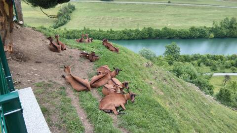 GGZ gämsfärbige Gebirgsziegen, 2 Muttertiere mit Kitz