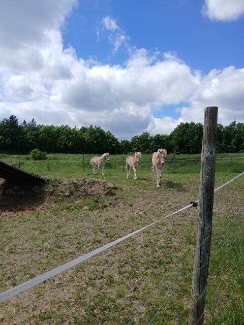 Haflinger Hengste