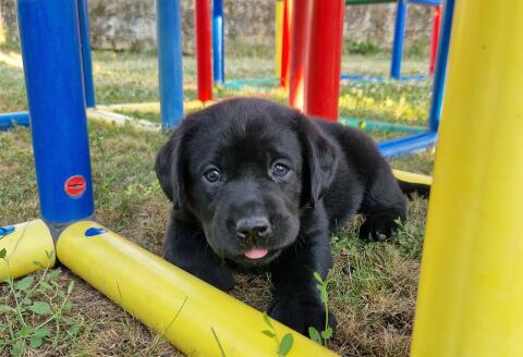 Labrador-Welpen