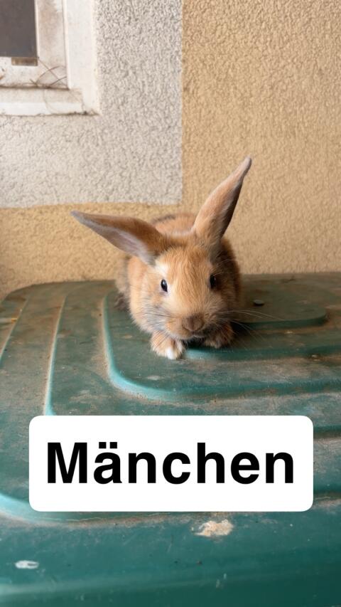 Zwergkaninchen