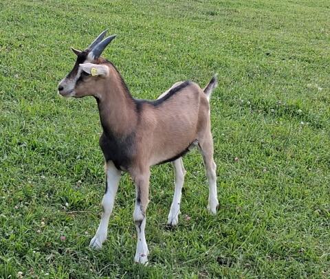 Ziegenbock