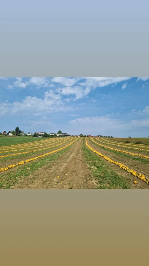 Kernöl aus der Weststeiermark