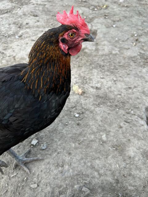 Hühner