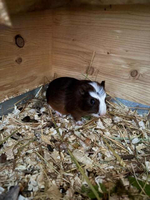 Meerschweinchen zu vergeben