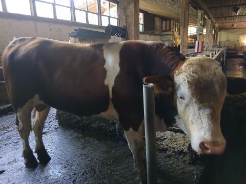 Stier zu verkaufen