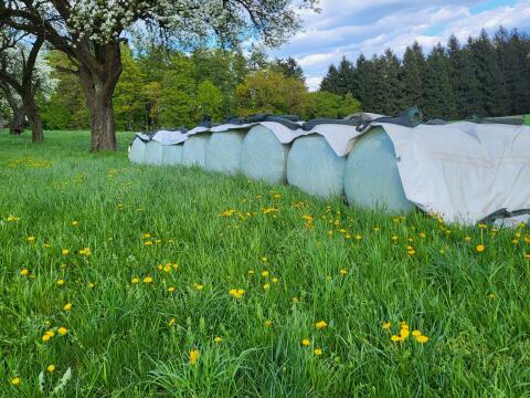 Maissilageballen