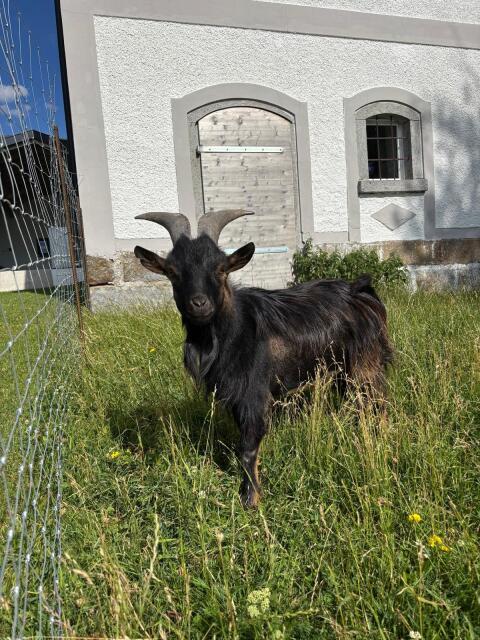 Zwergziegenbock