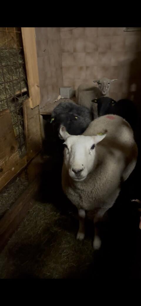 Texal-Schaf