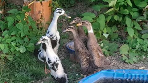 4 junge Enten, 5 Wochen alt