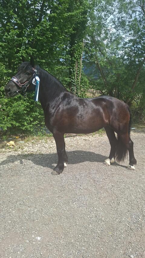 Noriker Stute