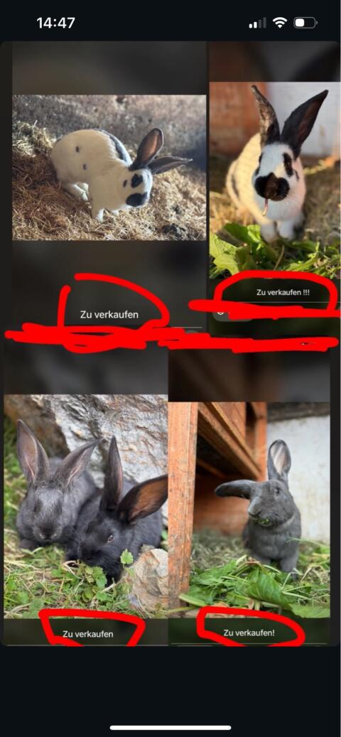 Riesenhasen