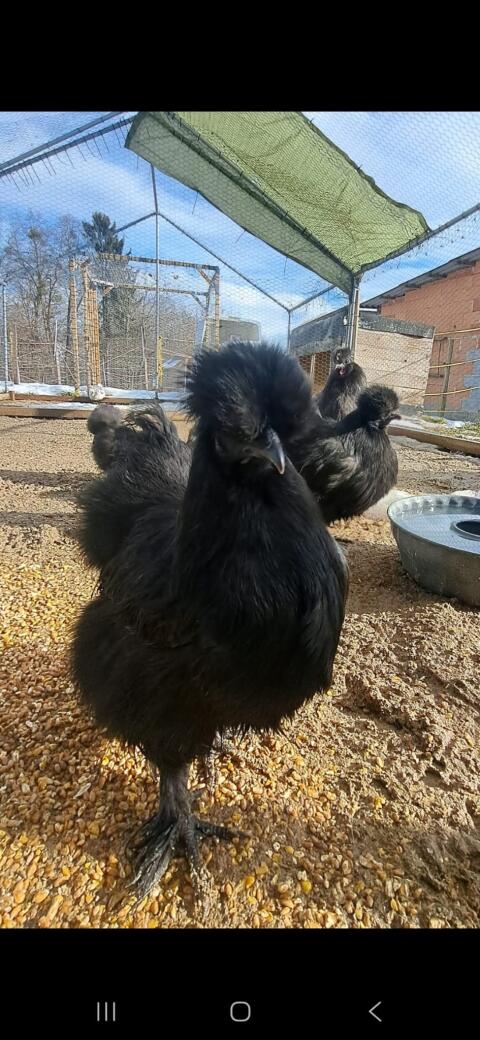 Zwergseidenhuhn und Seidenhuhn Bruteier