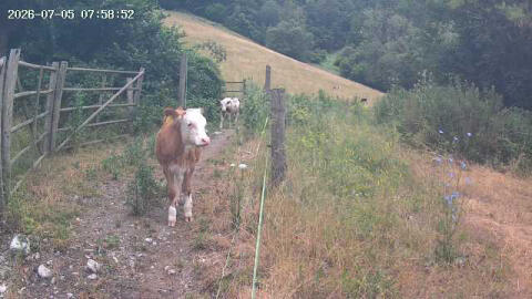 Bio-Ochsen, Bio-Stier gen. hornlos