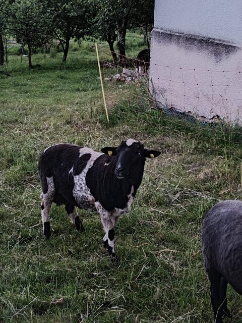 Waldschaf gekörter Bock zur Zucht, Auen und Lämmer