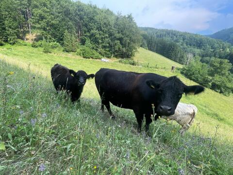Trächtige Bio-Galloway-Kuh mit weiblichem Kalb abzugeben