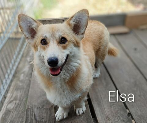 Welsh Corgi Pembroke Hündin 1