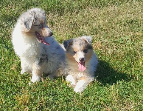 Wunderschöne Australian Shepherd-Welpen zu verkaufen