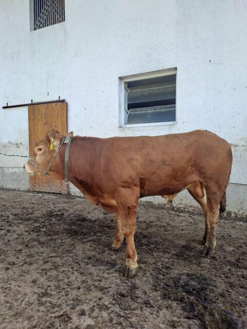 Limousin-Stier