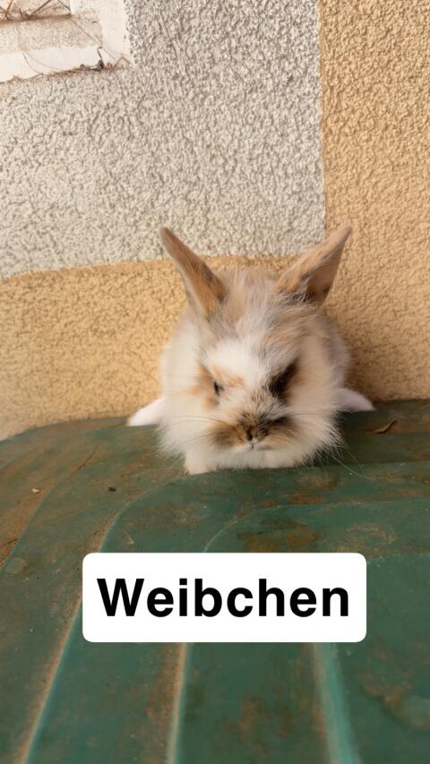 Zwergkaninchen