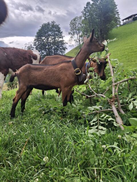 GGZ Ziege