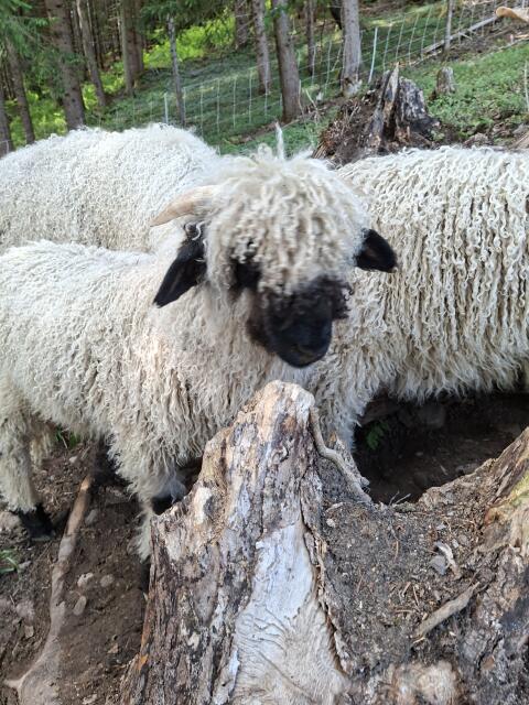 Walliser Schwarznasenschaf