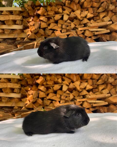 English Crested aus Vereinszucht