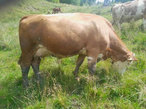 Verkaufe Bio-Milchkuh