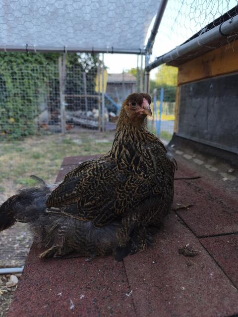 Brahma rebhuhnfarbig