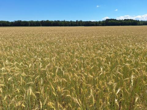 Bio-Triticale