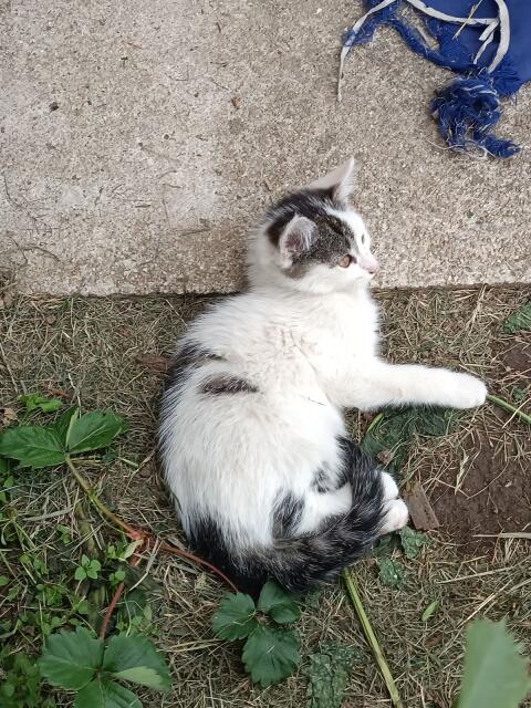 Babykatzen
