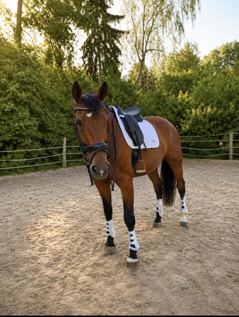 Warmblut „Einer wie keiner“