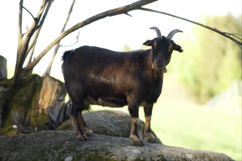 Zwergziege
