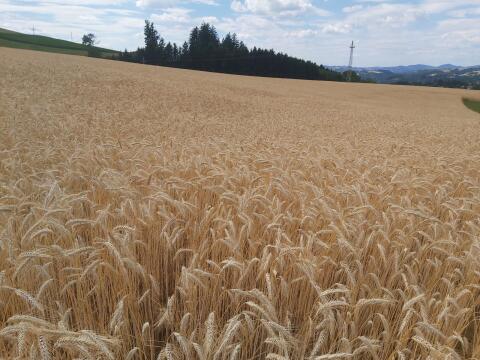 Getreide Triticale abzugeben