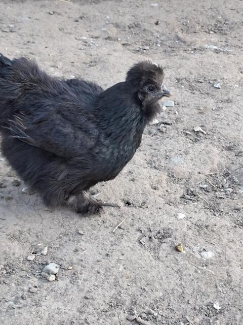 Seidenhuhn Bruteier