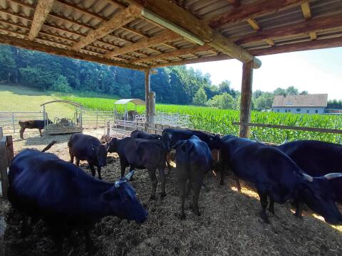 Wagyu-Rinder