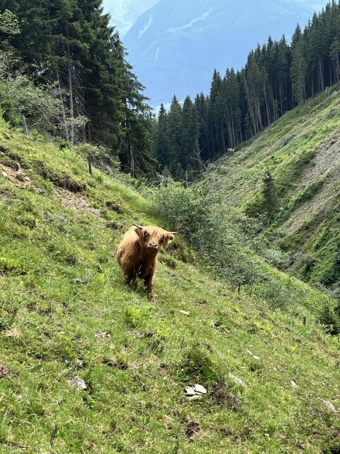 Hochlandrind-Stier zu verkaufen